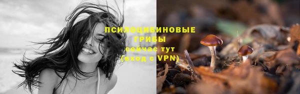 прущие грибы Гусиноозёрск
